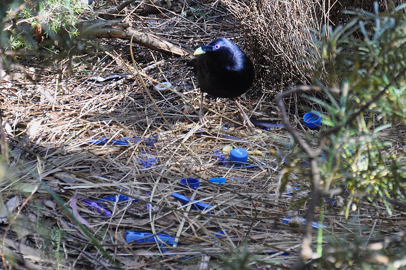 A male satin bowerbird builds his bower with a blue theme.
Photo by Summ on Wikimedia Commons