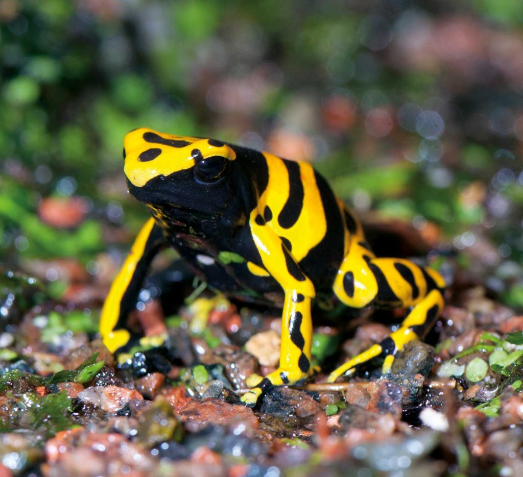 Meet The Poison Arrow Frog AnimalPages meet-the-poison-arrow-frog-animalpages