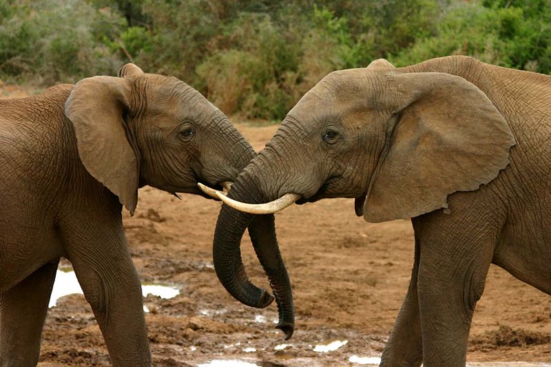 Elephant mating ritual
Photo by Charlesjsharp