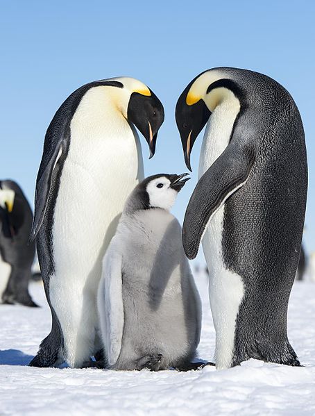 Emperor Penguins
Photo by Christopher Michel