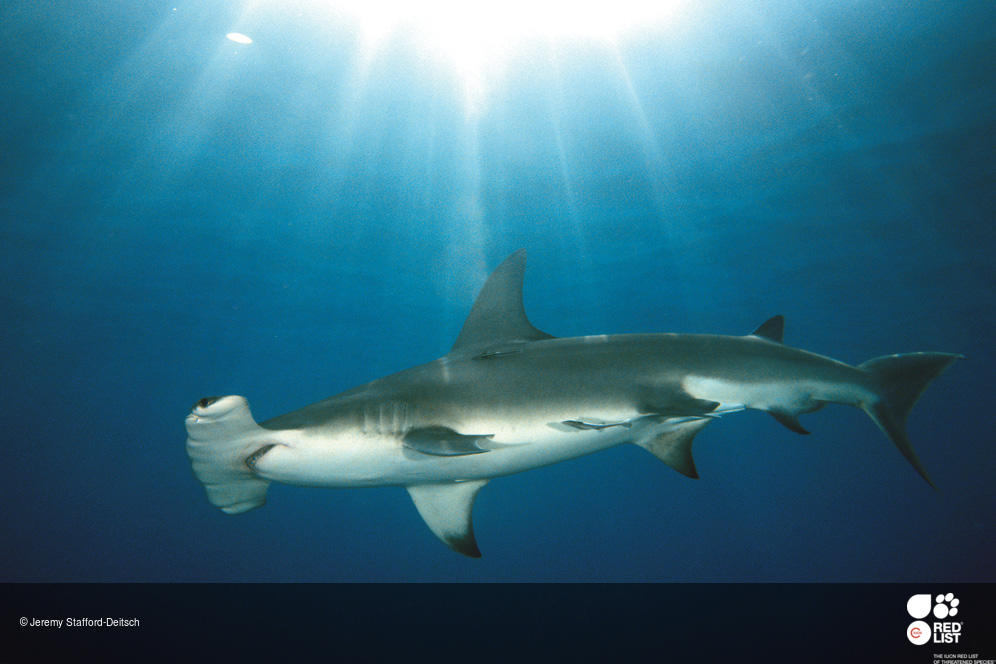 FAQ: Great Hammerhead Sharks