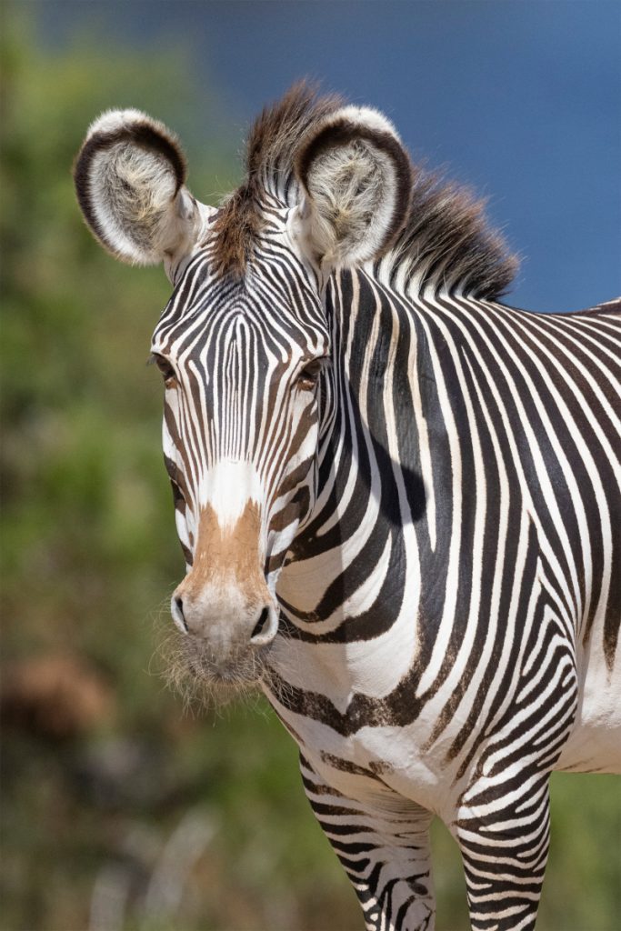 Grevy's zebra