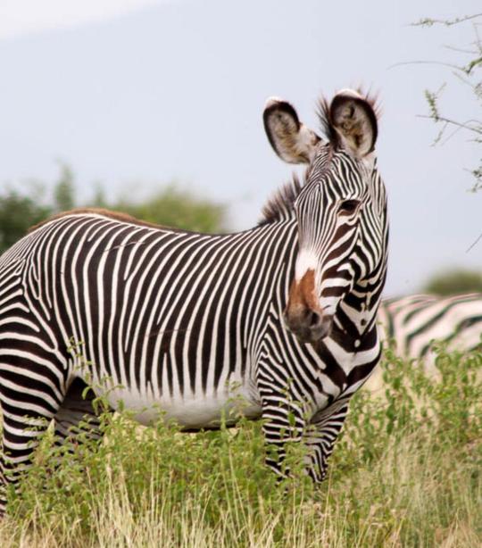 Grevy's zebra