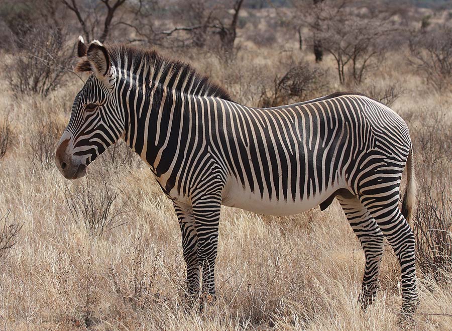 Grevy's zebra