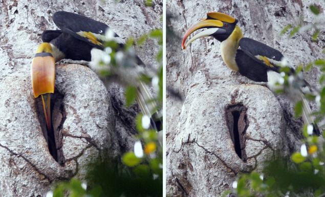 A male Great Pied Hornbill feeds a female holed up in a nest at Karian Shola in the Annamalai Tiger Reserve.
Photos: K. Ananthan. The Hindu
