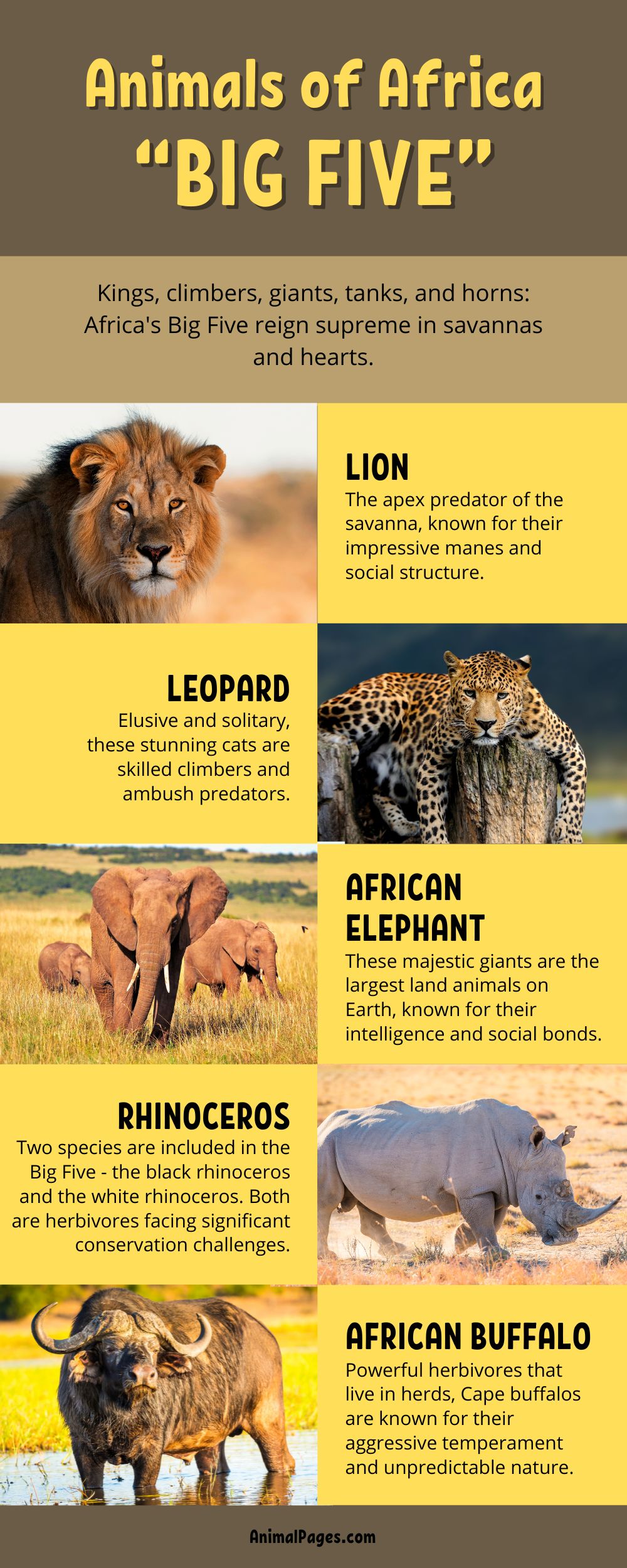 Who Are Africa's Big Five? - AnimalPages