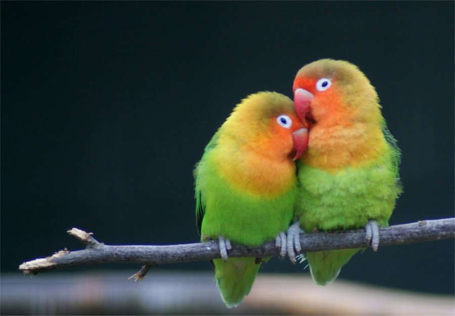 Fischer’s Lovebirds by YamanekoYK