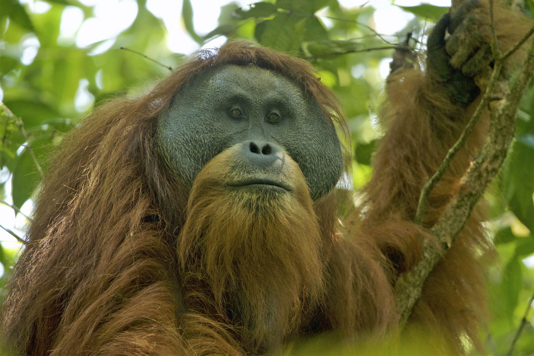Meet the Tapanuli Orangutan