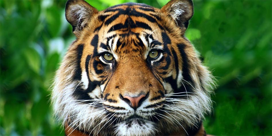Meet the Sumatran Tiger