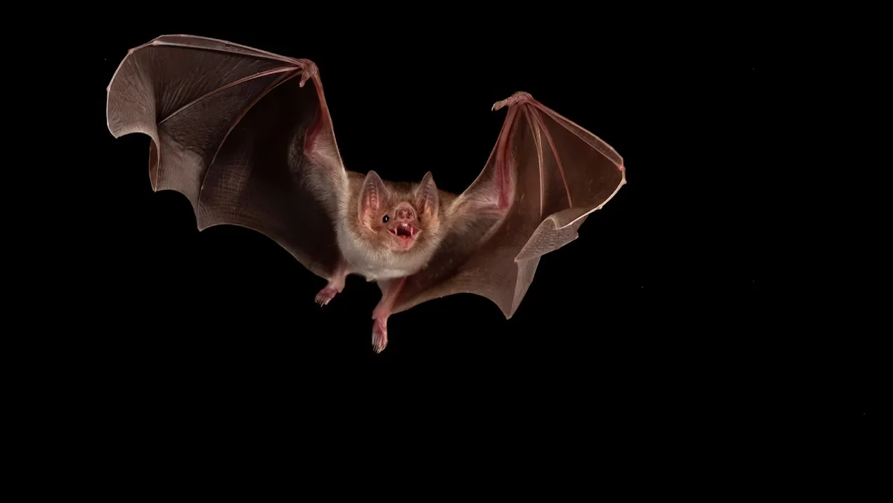 Meet the Vampire Bat