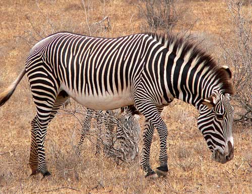 Grevy's zebra