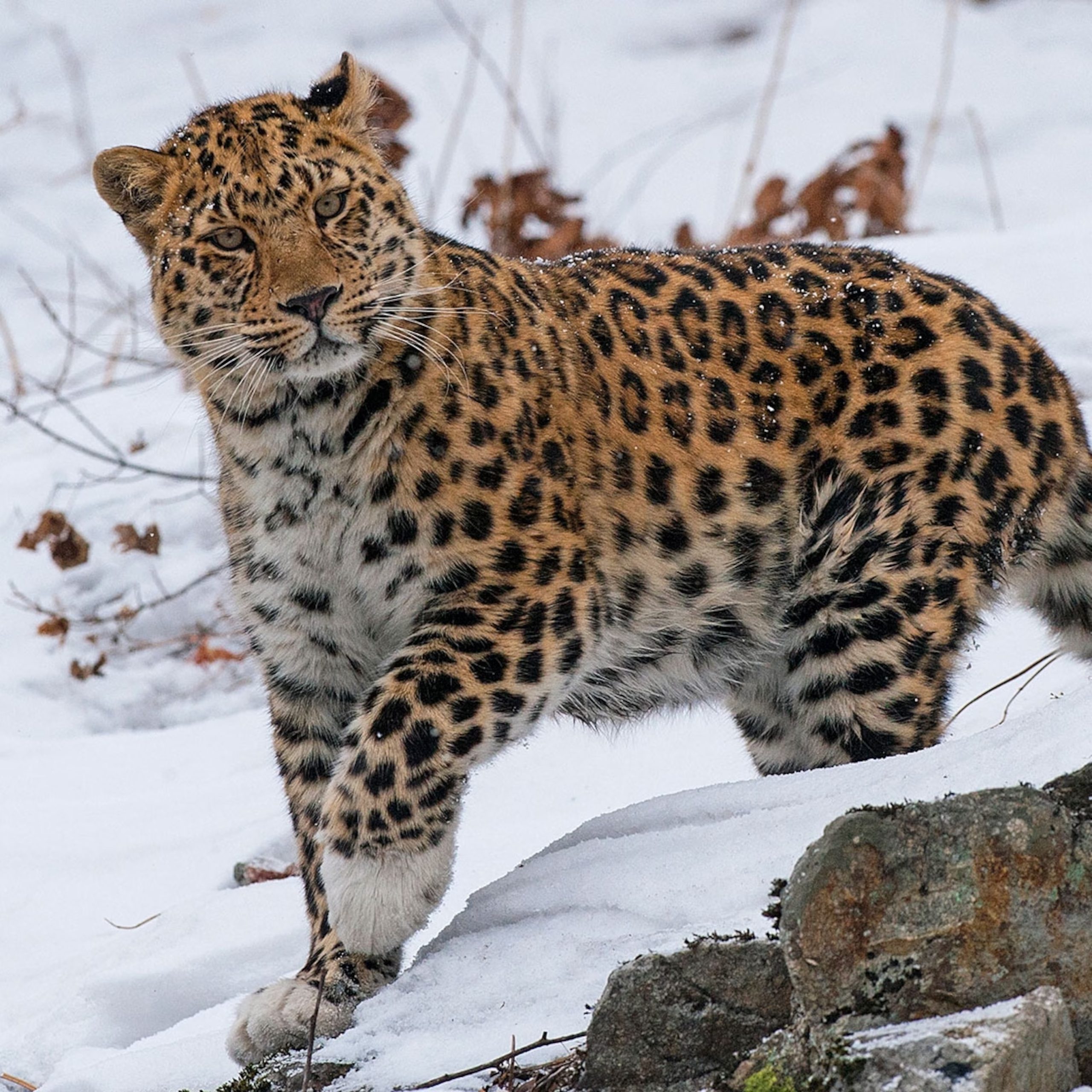 Meet the Amur Leopard - AnimalPages