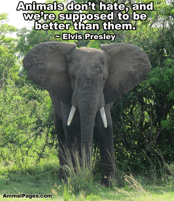 Elvis quote