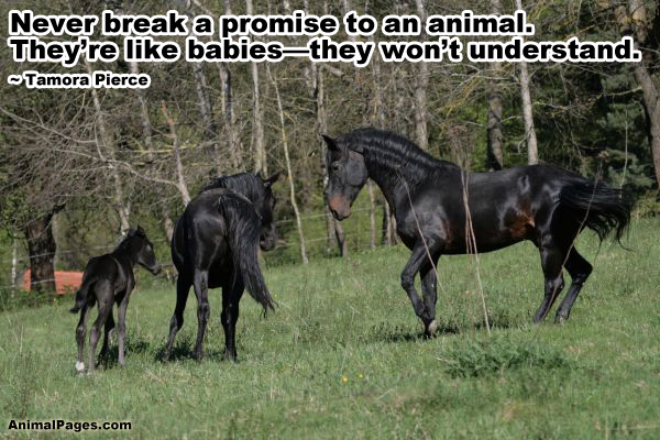 Tamora Pierce quote