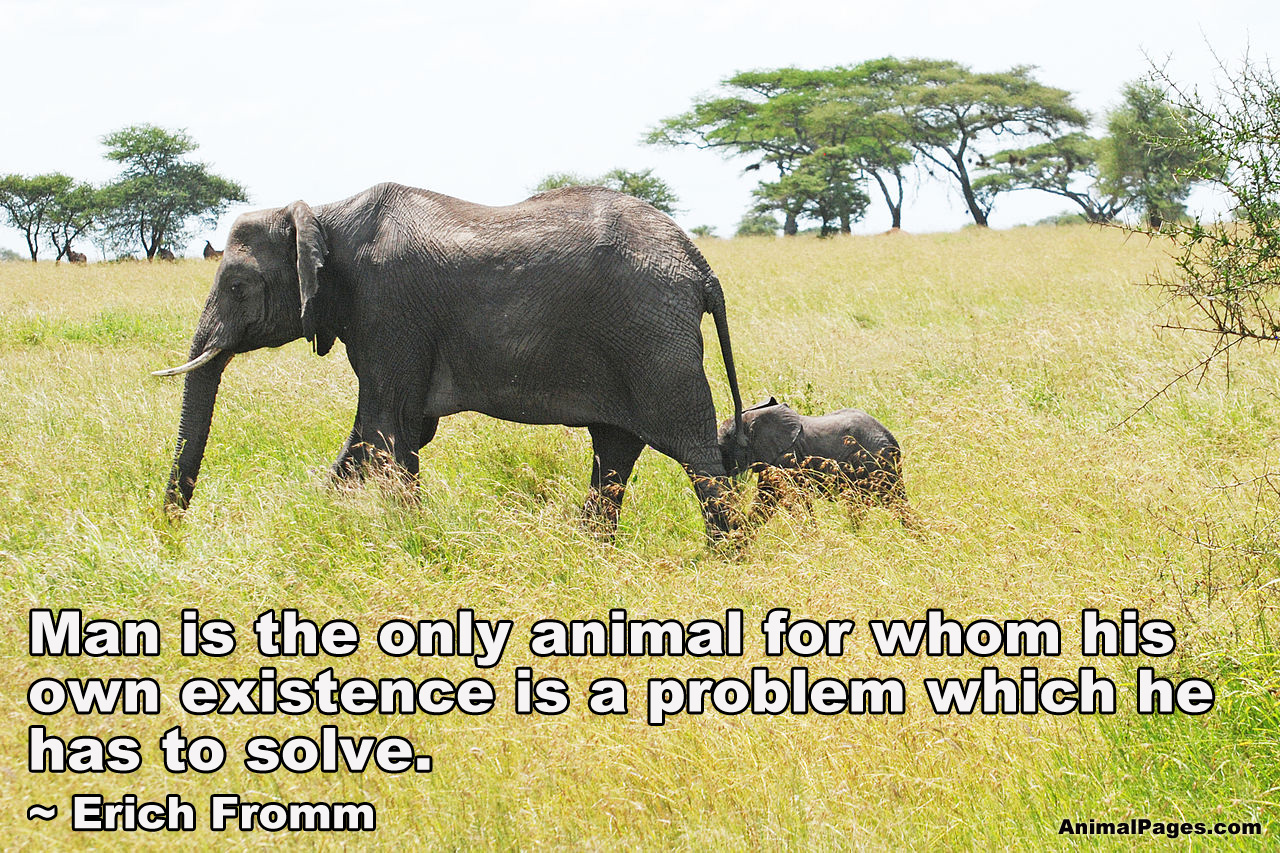Erich Fromm quote