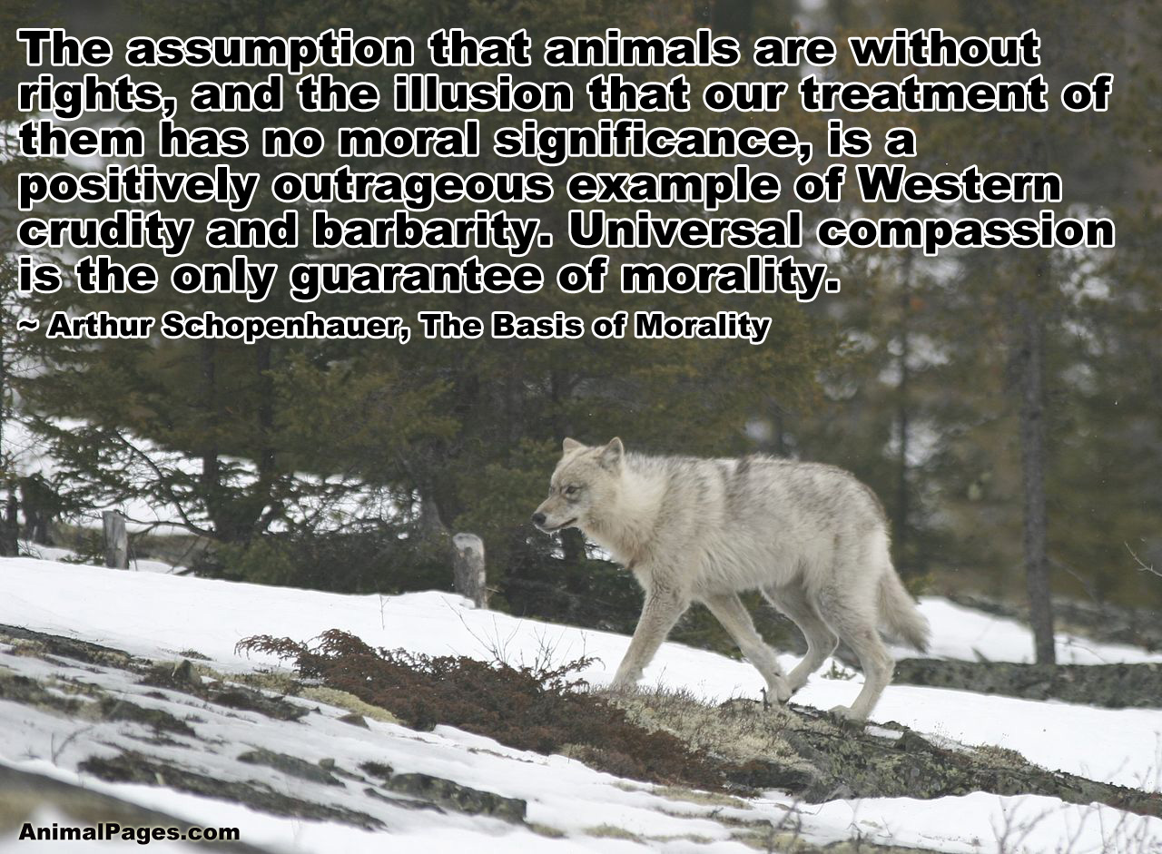 Arthur Schopenhauer quote