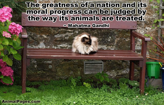 Gandhi quote