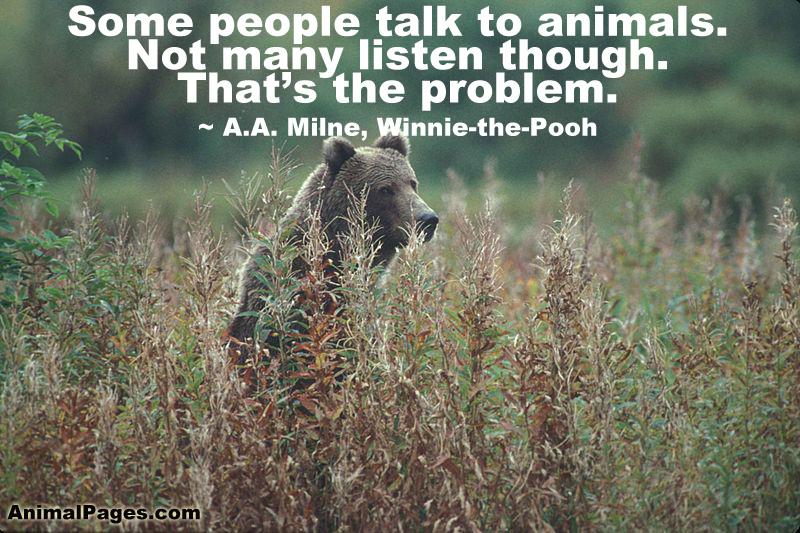 A.A. Milne quote