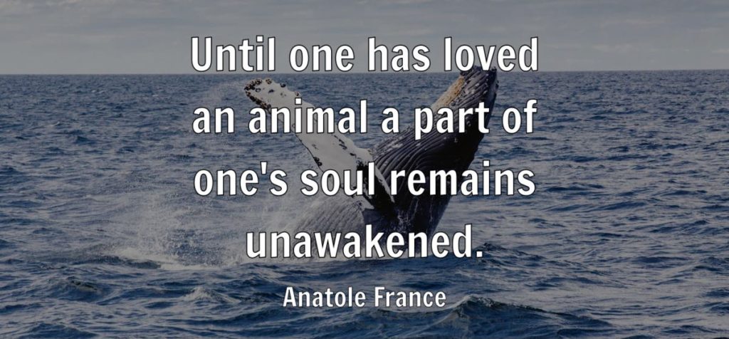 Anatole France quote