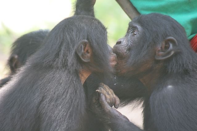 Bonobos kissing