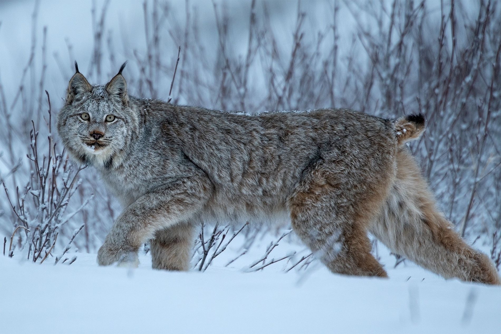Meet the Canadian Lynx