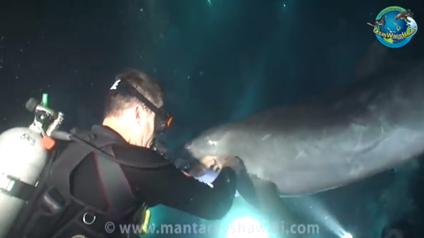 Wild Dolphin Asks Diver to Rescue Him from Fishing Line