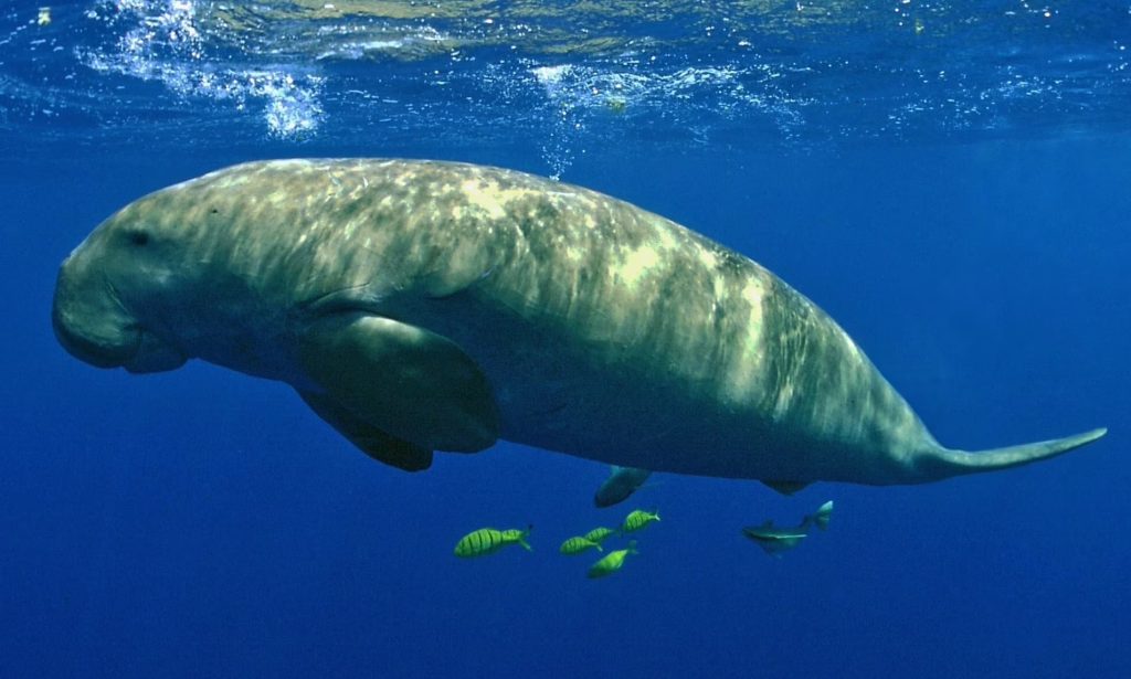 FAQ: Dugong – AnimalPages