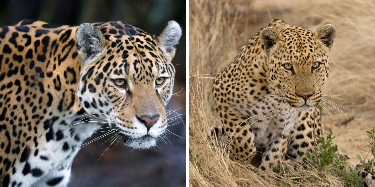 Jaguar vs. Leopard: Spotting the Differences Between These Powerful Cats