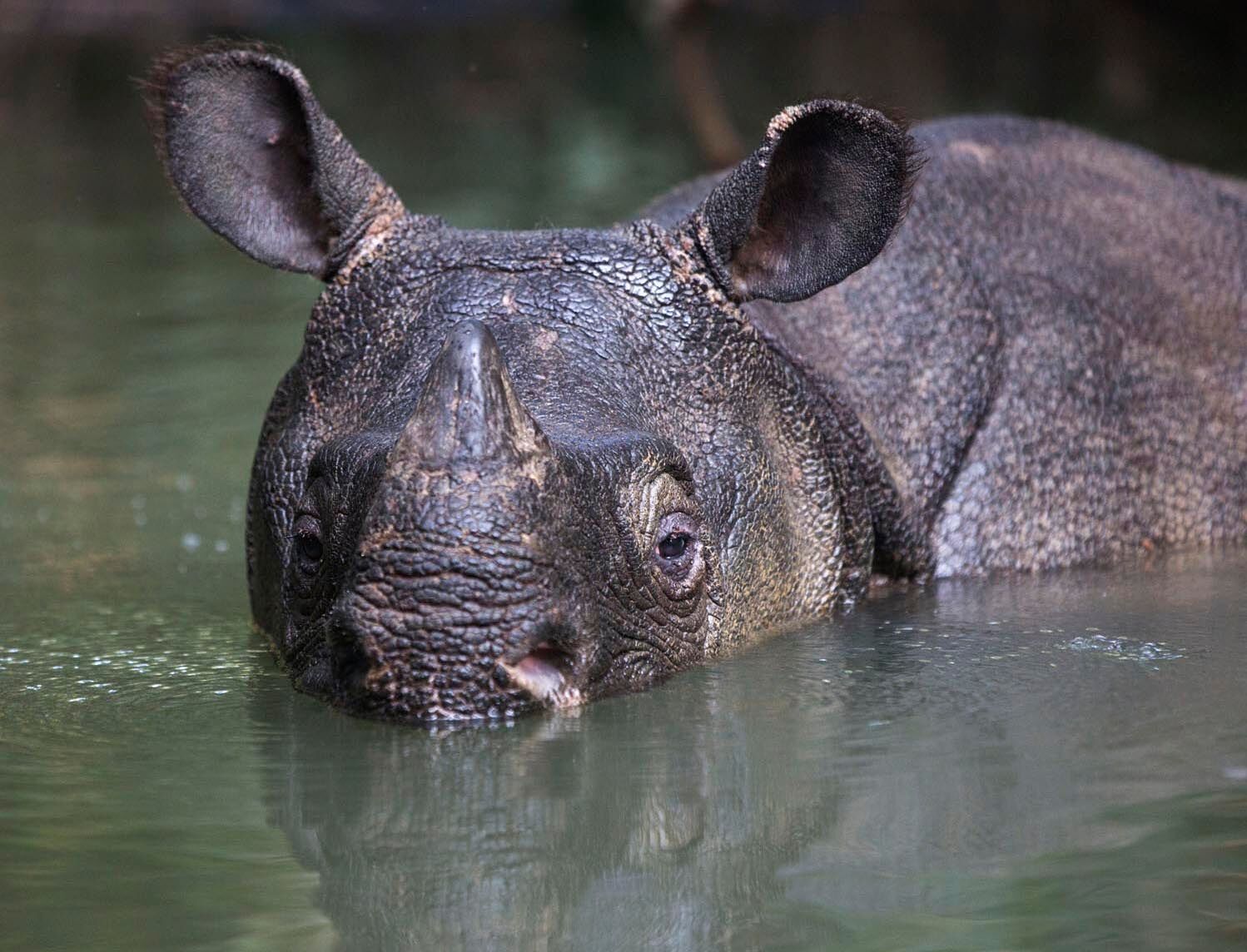 Meet the Javan Rhino