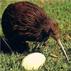 Meet the Kiwi Bird