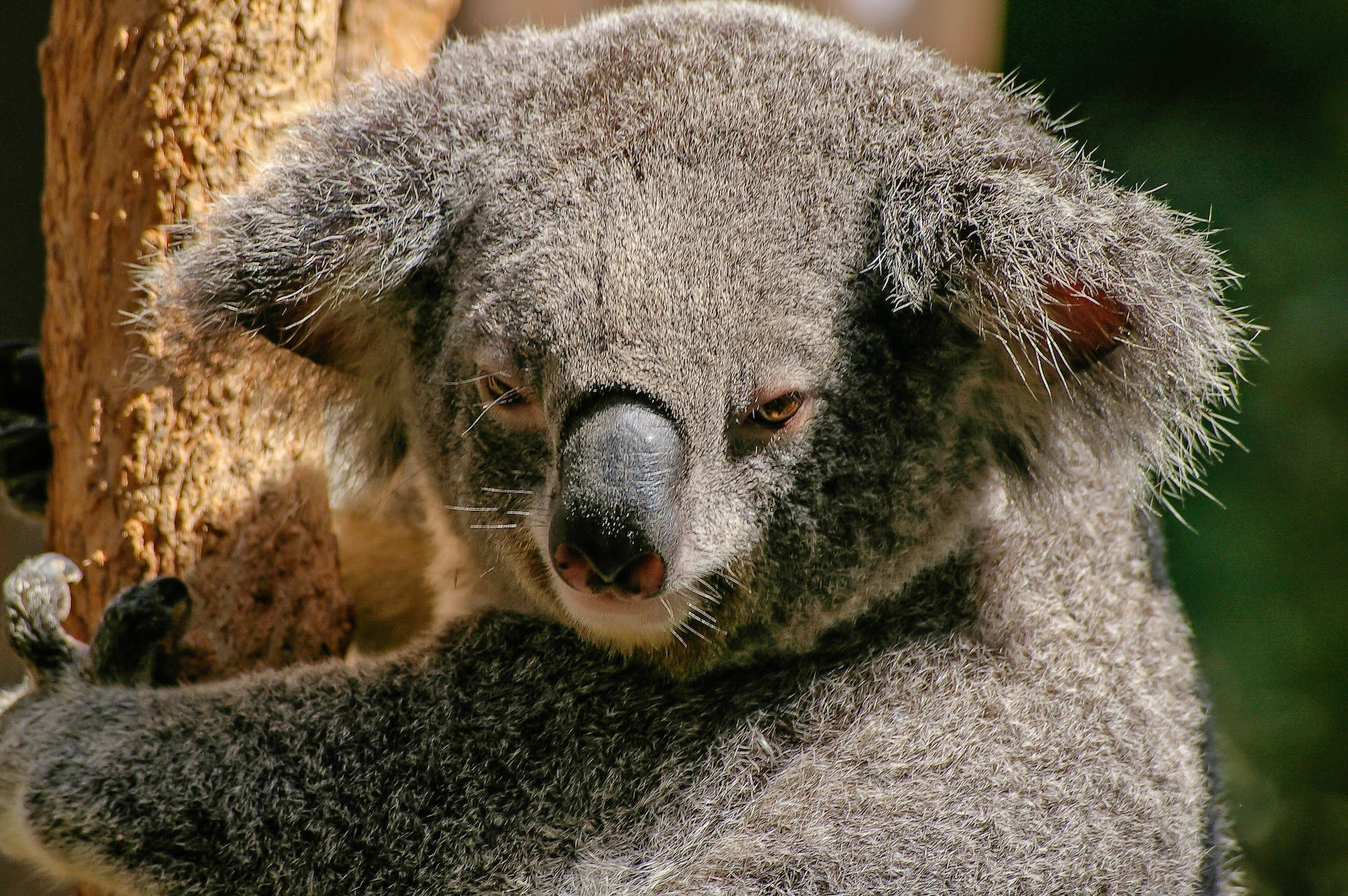 close up photo of angry looking koala