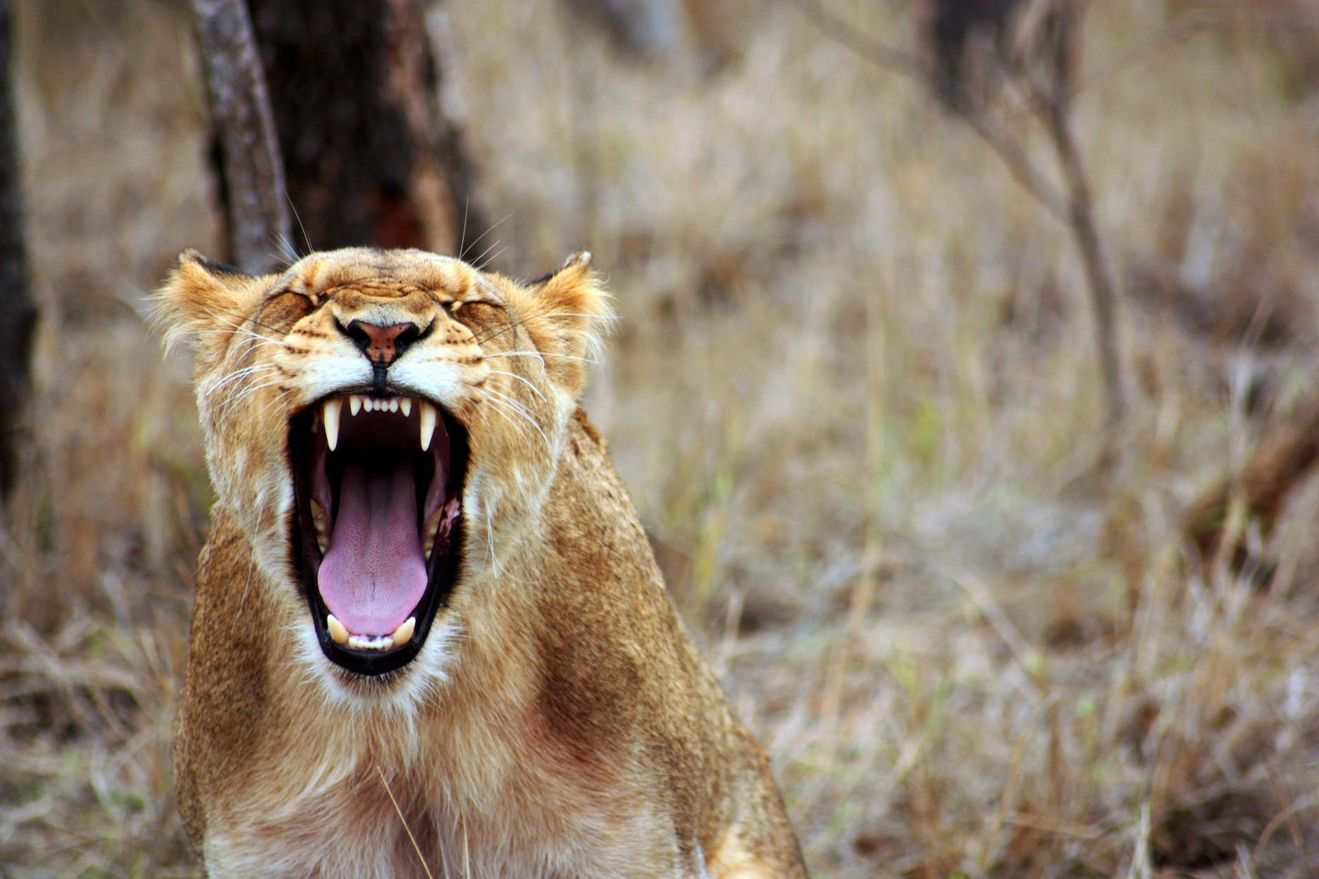 Roaring vs Purring… Or, What Is a Big Cat?