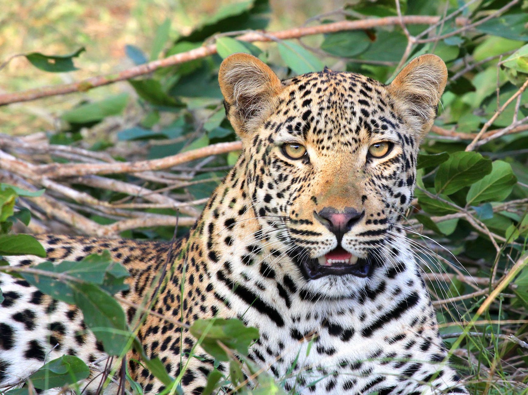 Meet the African Leopard