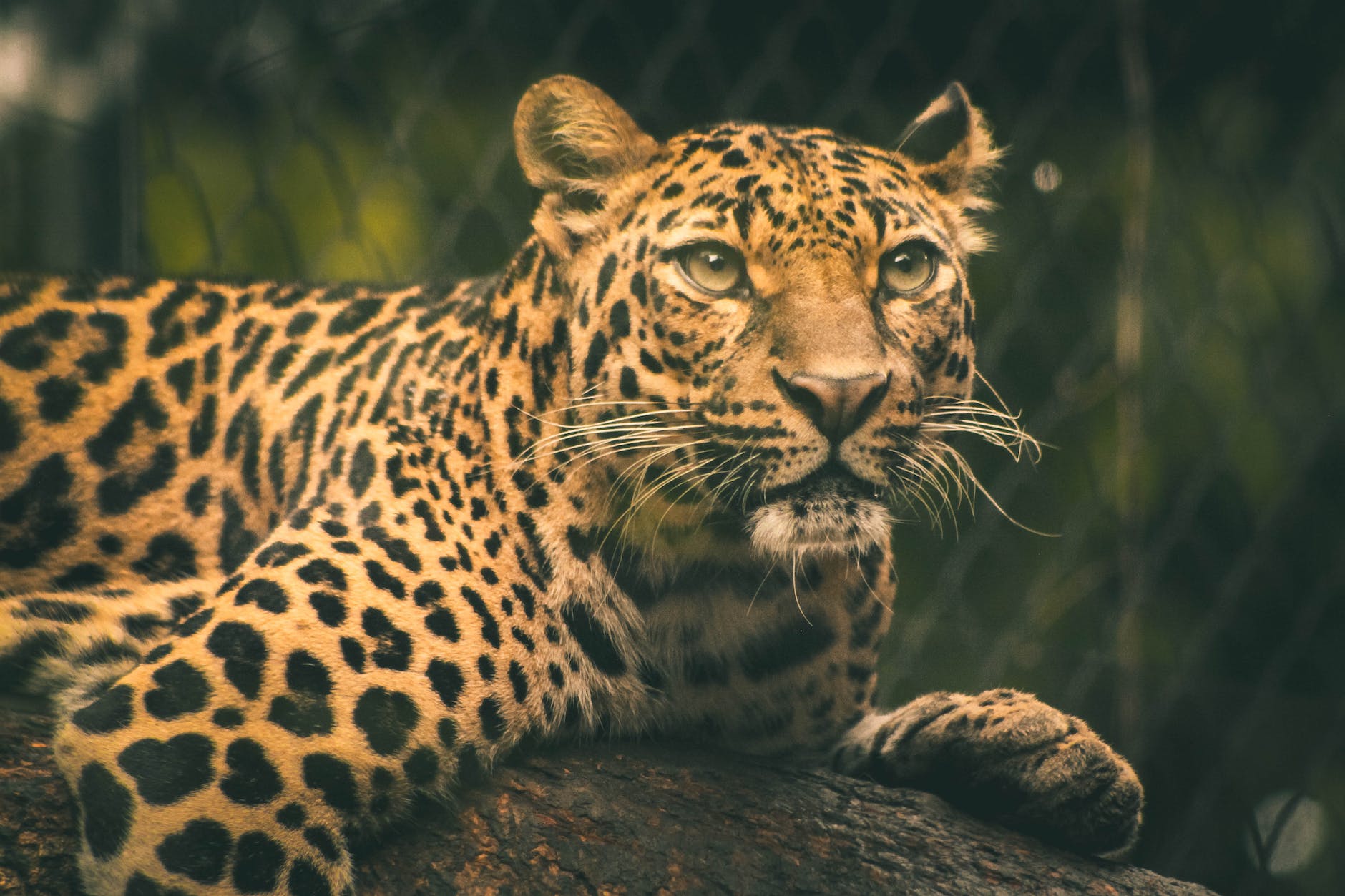 Meet the Amur Leopard