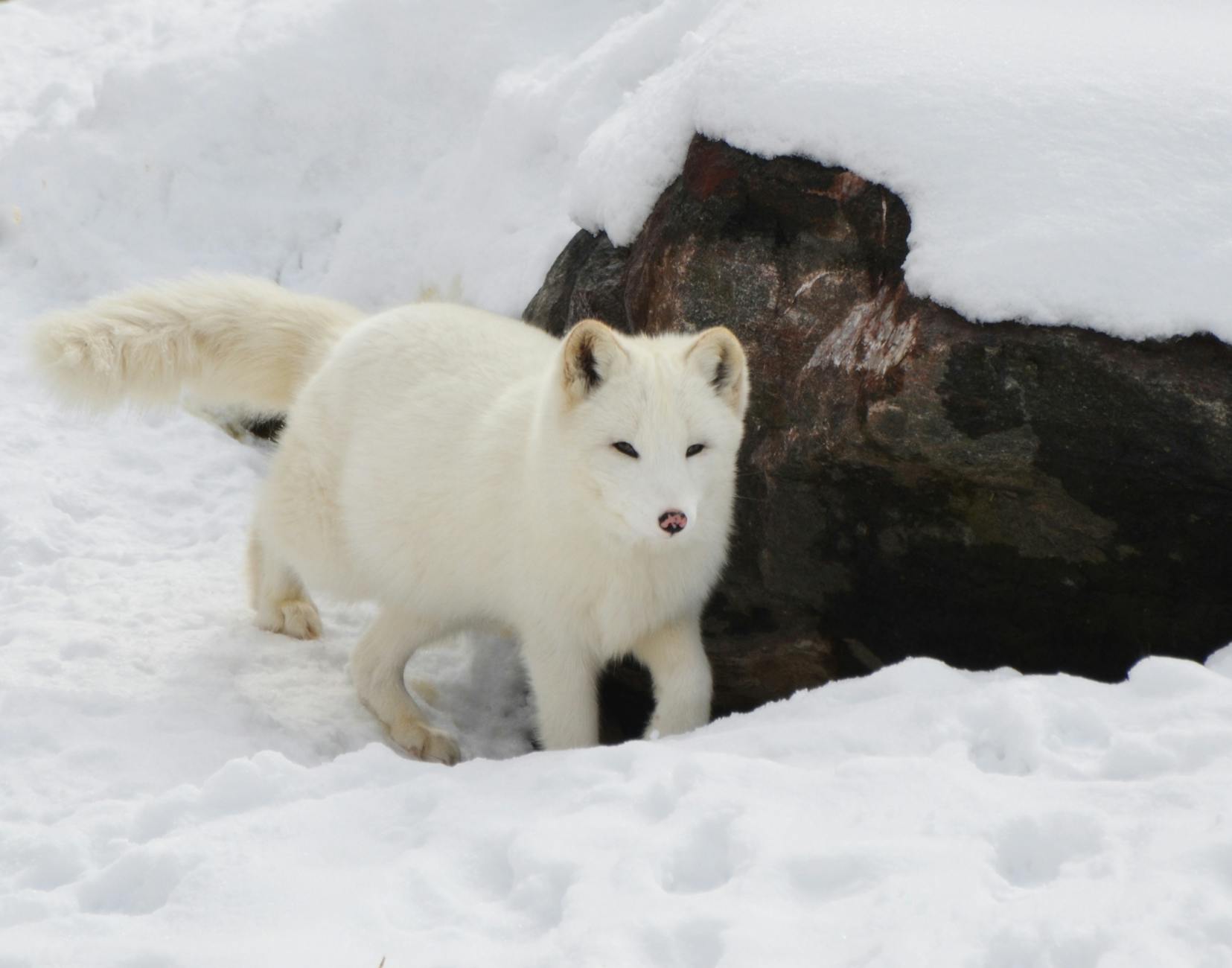 snow fox near brown rock