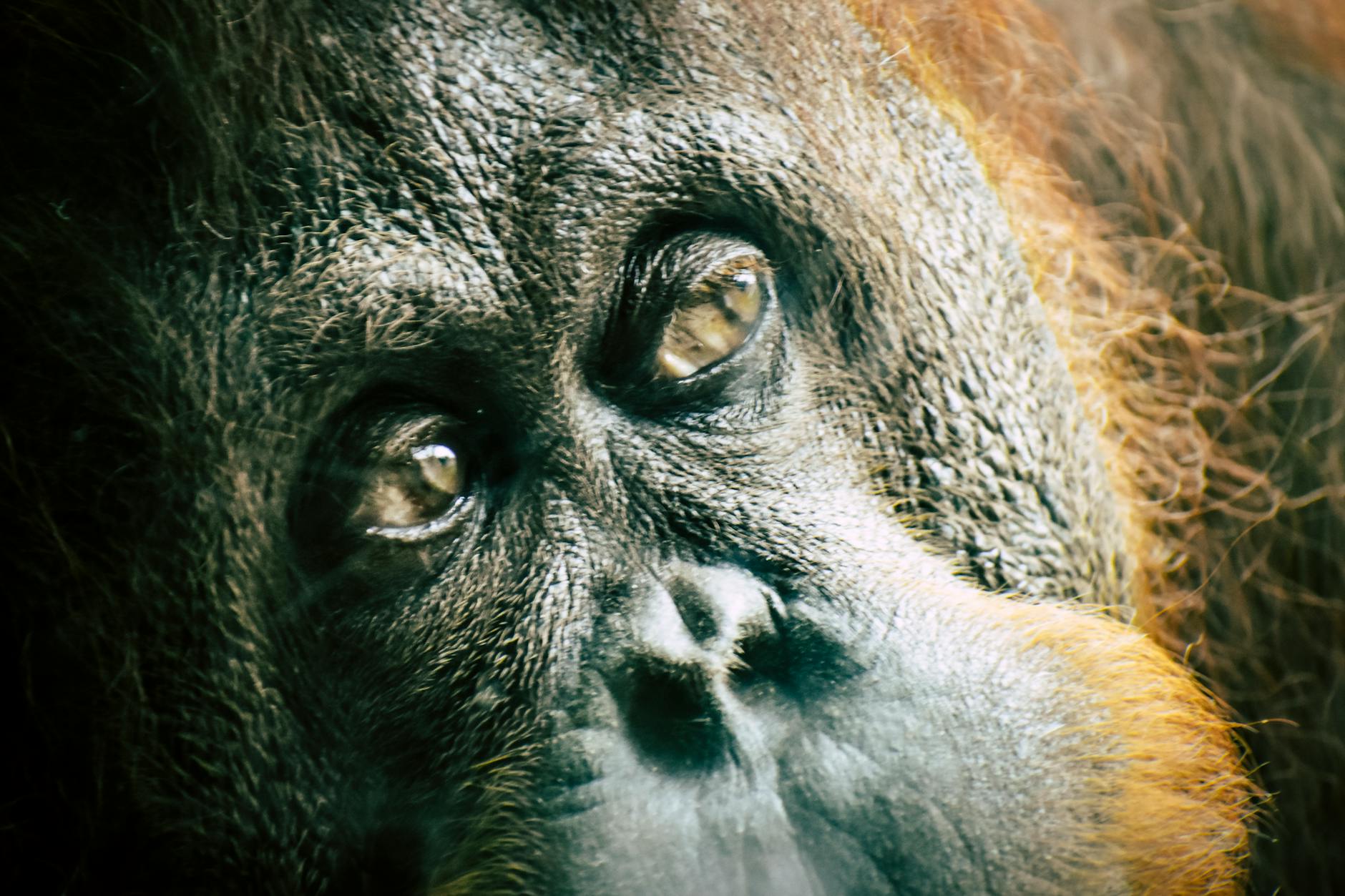 How Smart Are Orangutans?