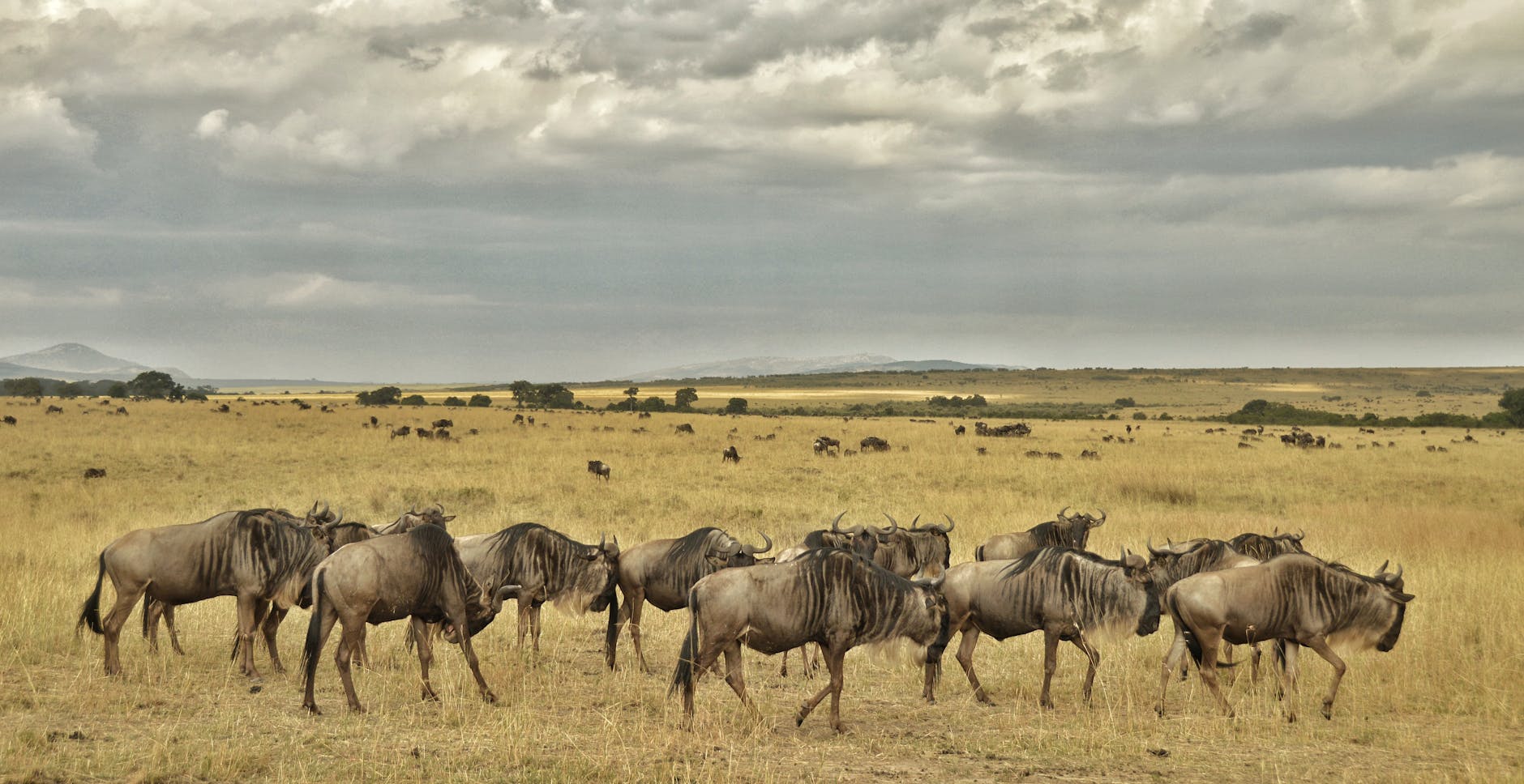 group of wildebeest on a safari