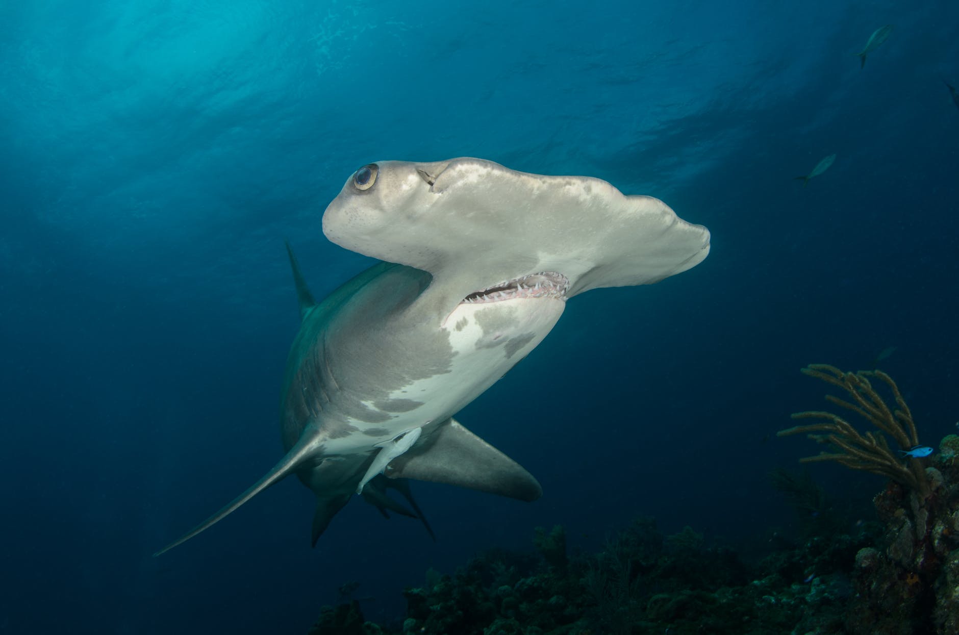 Facing the Hammerhead Threat: A Tale of Two Critically Endangered Species