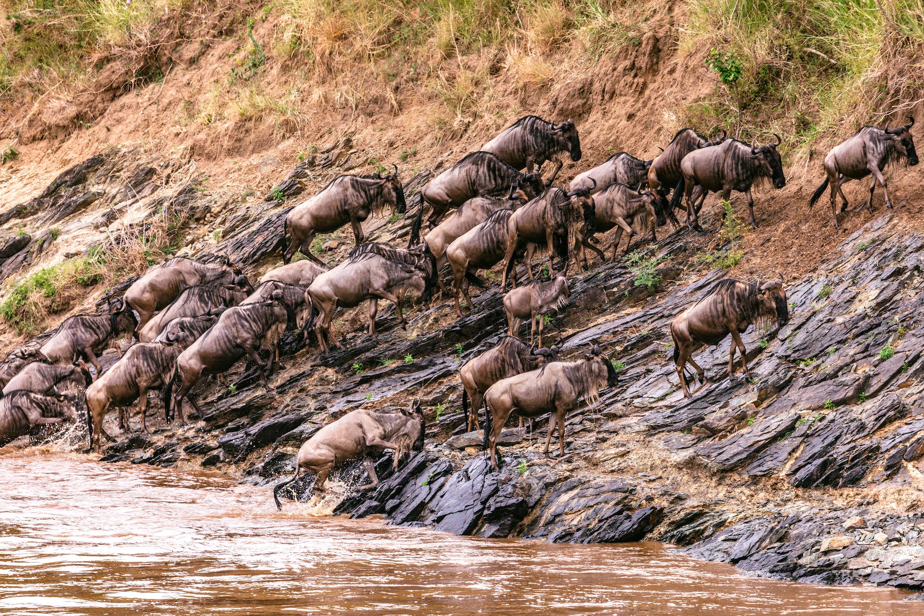 wildebeests passing river in wild savanna