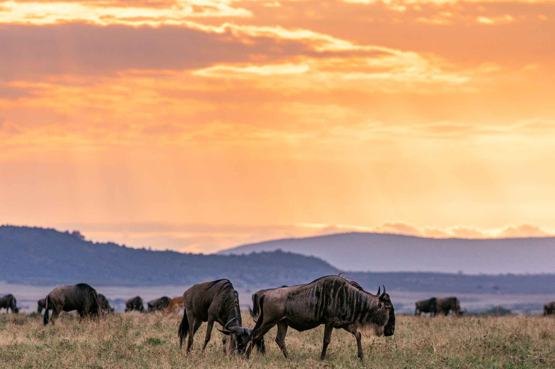 wildebeests standing on grassland in savanna in sunset time