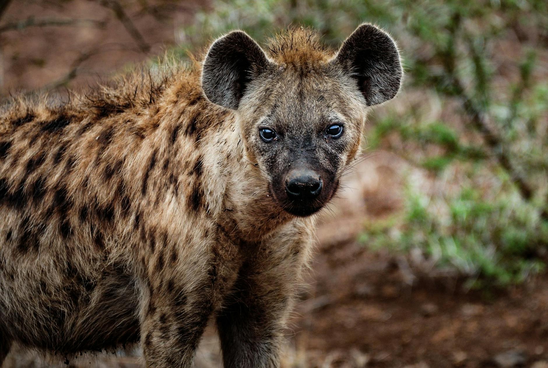 close up photography of hyena