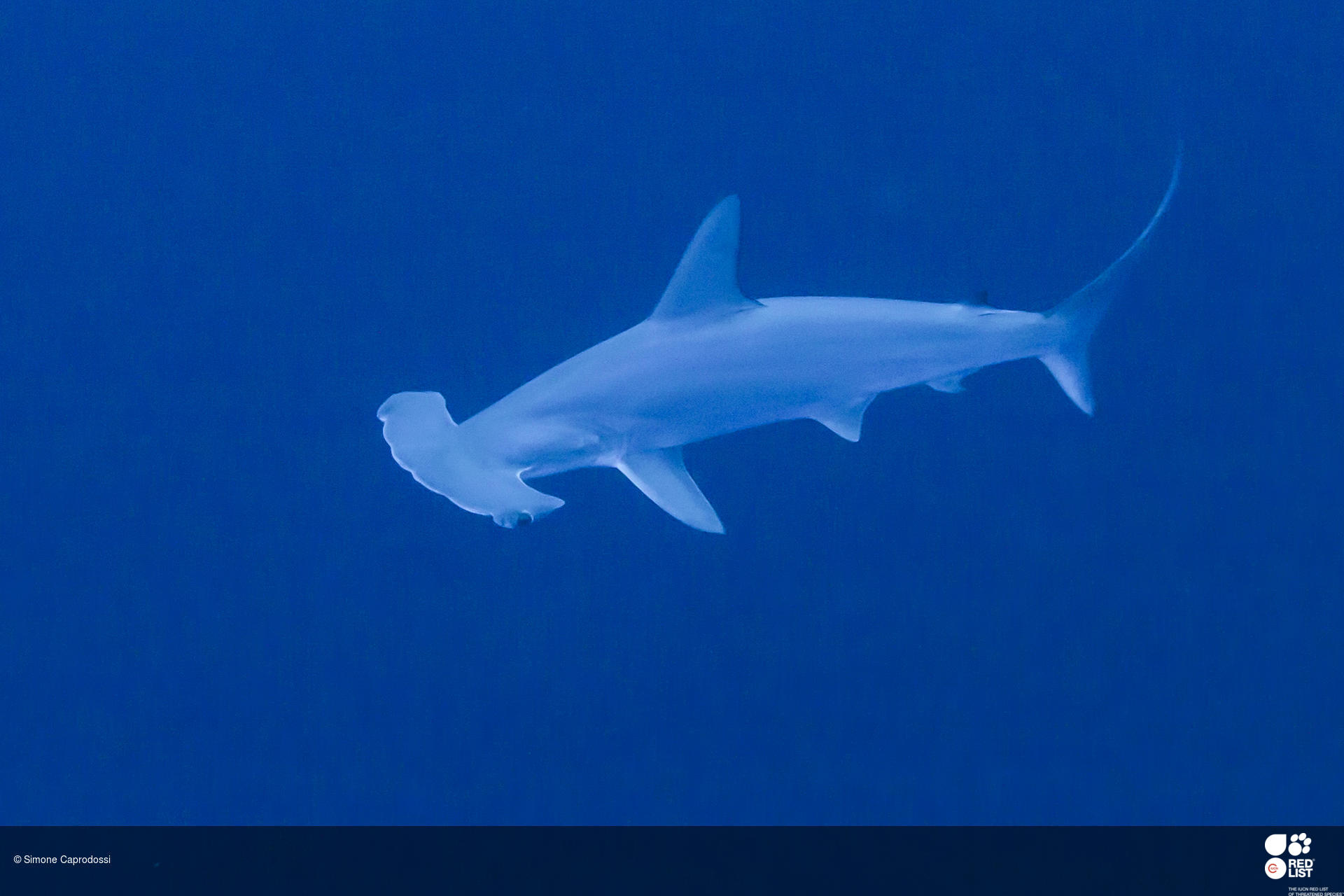 FAQ: Scalloped Hammerhead Shark