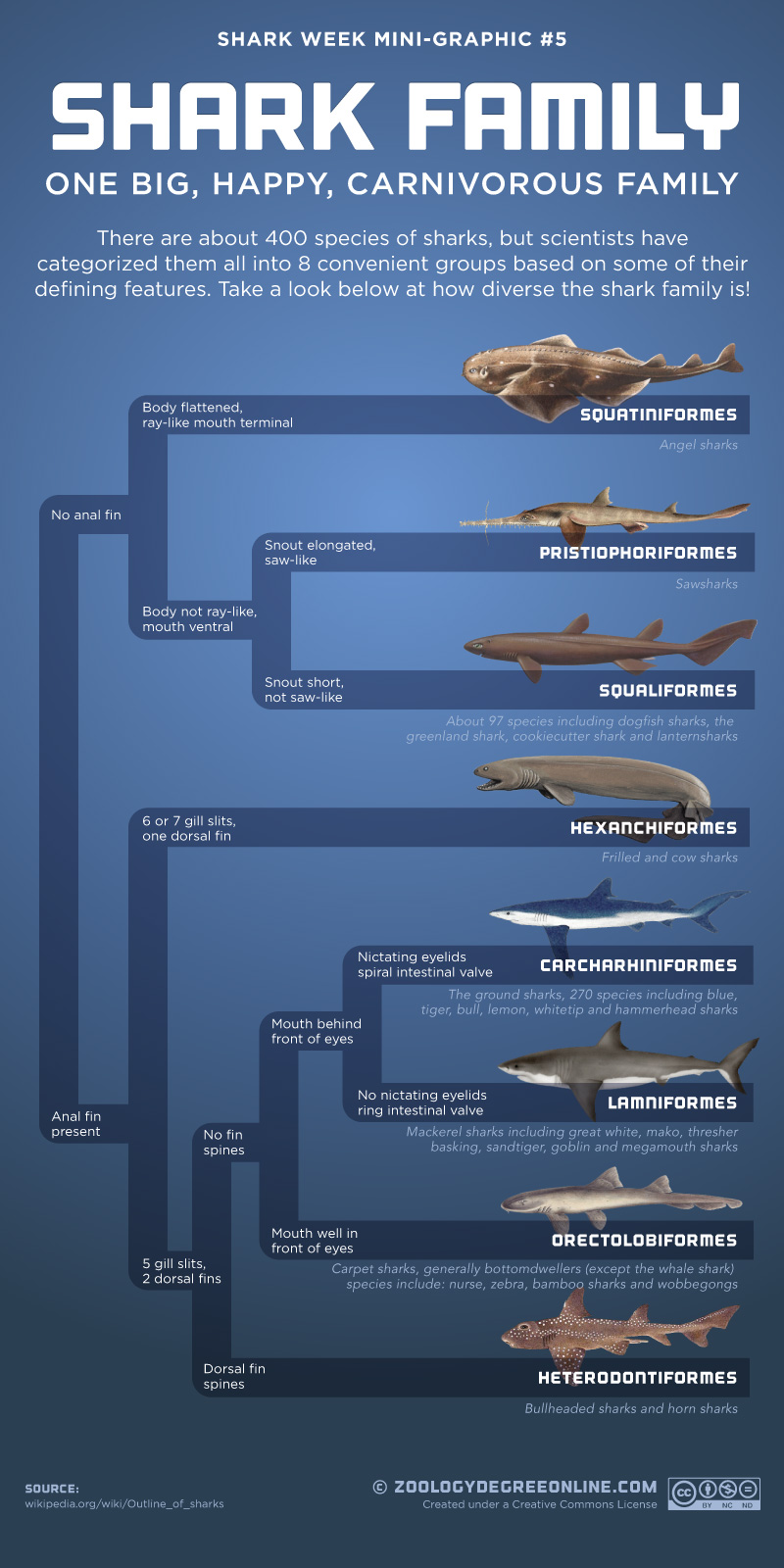 Shark family infographic