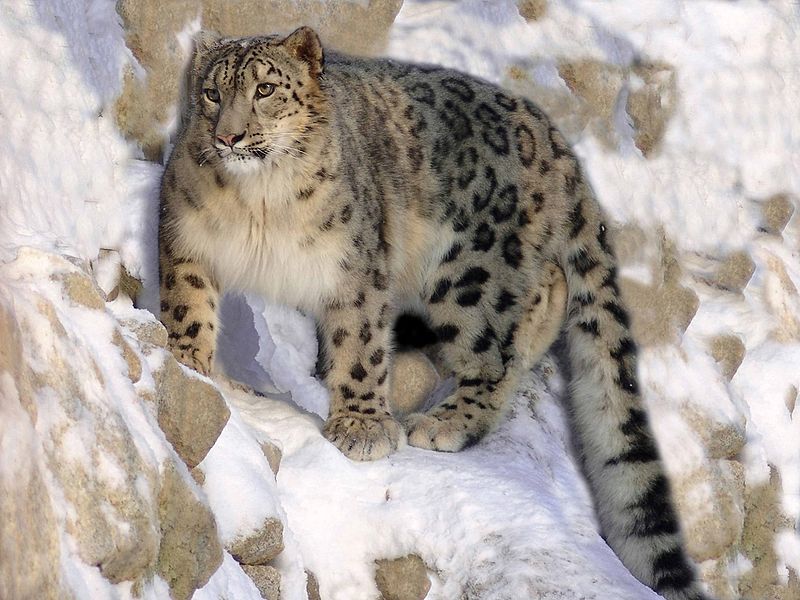 Meet the Snow Leopard