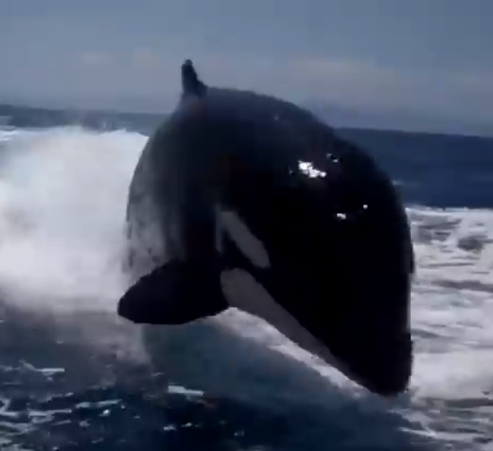 Exciting Surfing Orca Encounter