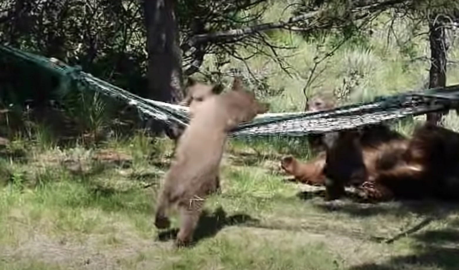 Three Little Bears and a Hammock