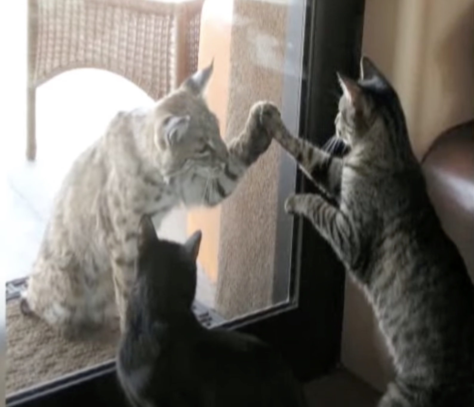 Housecats Meet a Bobcat