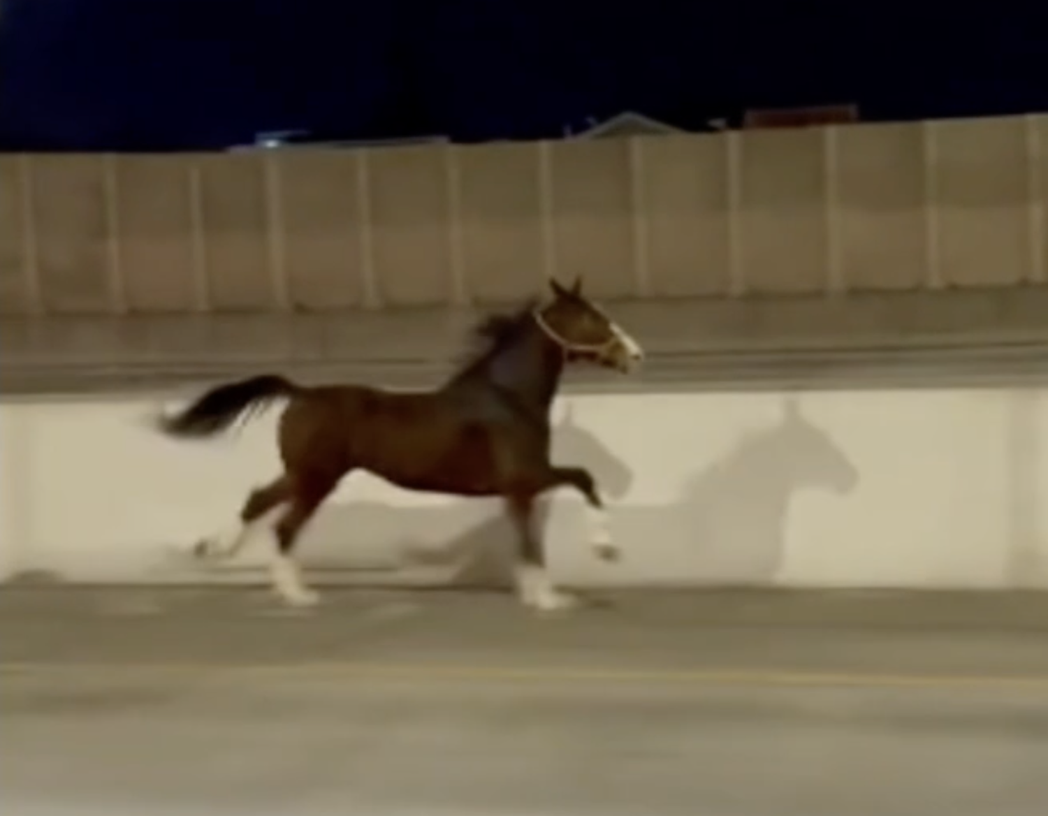 You Don’t See That Every Day (Thank Goodness!): Horse Running Down Highway in Philadelphia