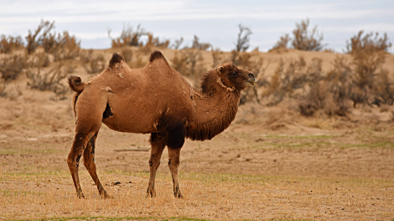 Meet the Wild Bactrian Camel