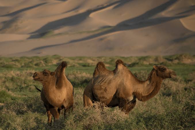FAQ: Wild Bactrian Camels